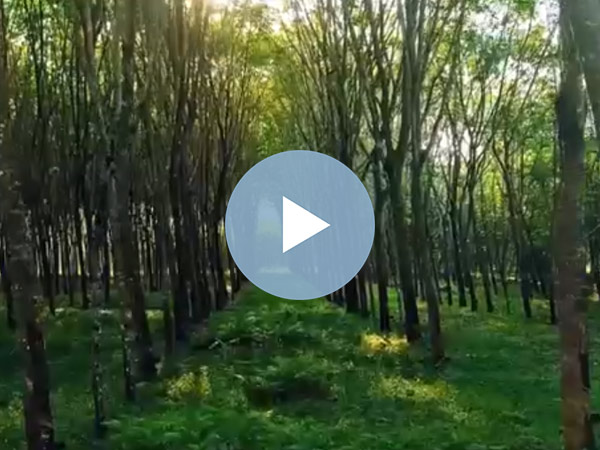 展现橡胶的本真